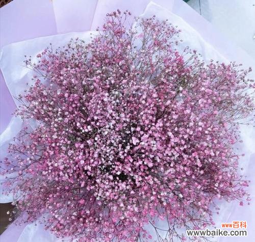 爱的绽放与美的舞蹈 满天星花语的深意——传递爱与美的使者