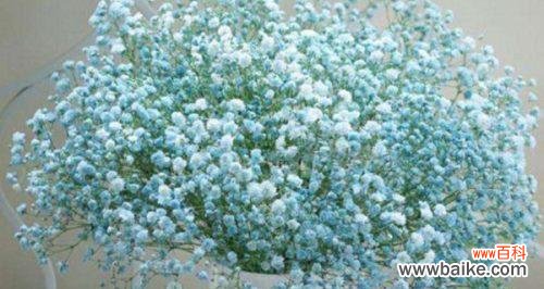 探索满天星的美丽传说和隐含的意义 满天星的花语和寓意