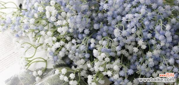 探寻满天星的丰富花语与神秘象征 满天星的花语与象征意义