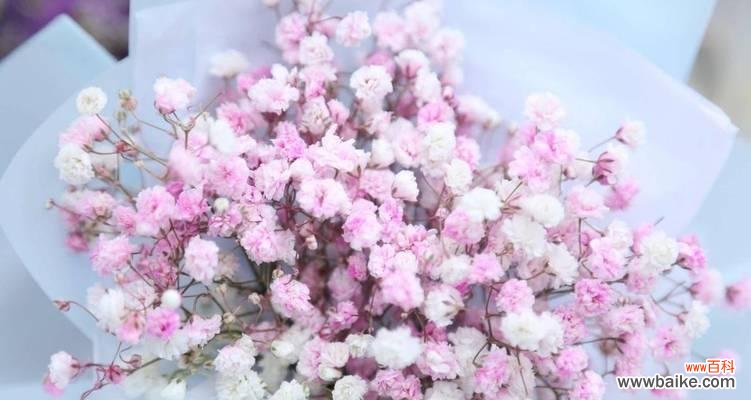 探寻满天星的花语与象征 满天星的花语与象征——点缀生活的绚丽之花