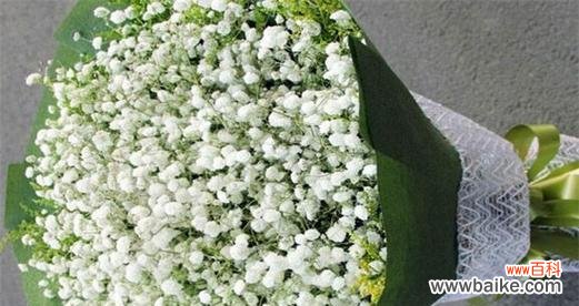 探寻满天星的花语与象征 满天星的花语与象征——点缀生活的绚丽之花