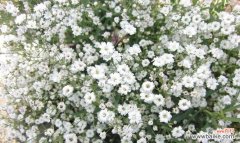 揭开满天星花语的真正含义 满天星花语解读