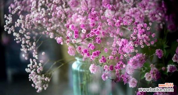 绽放爱意 满天星花语