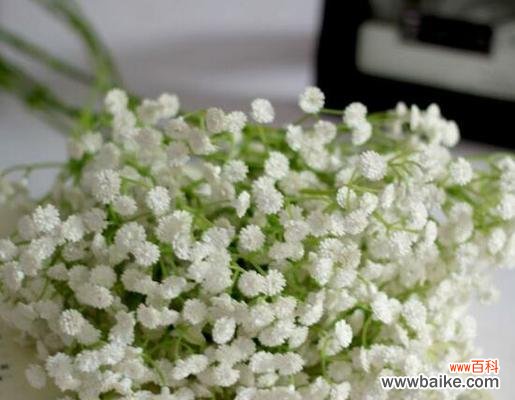 绽放爱意 满天星花语