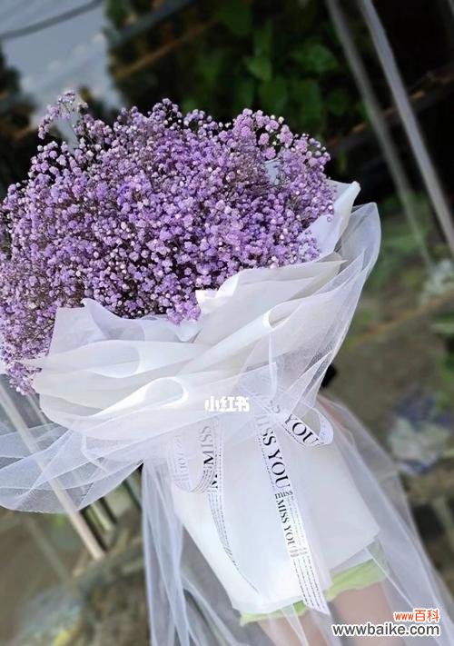 美丽绽放的满天星 满天星花的花语、颜色和寓意