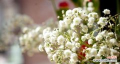 探究满天星的象征意义及文化内涵 满天星花语与寓意解读