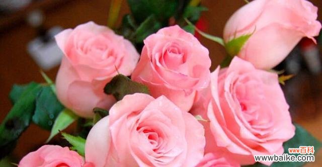 探索12朵玫瑰所代表的丰富花语 12朵玫瑰的花语