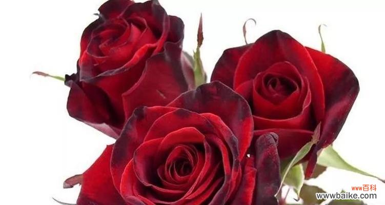 探索玫瑰花所代表的多样含义 玫瑰的寓意与象征意义