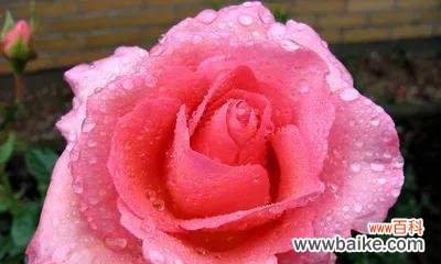 探索小玫瑰的深层寓意及其传达的情感 小玫瑰的寓意与象征意义