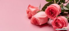 探寻玫瑰花的语言和象征 玫瑰的花语与意义