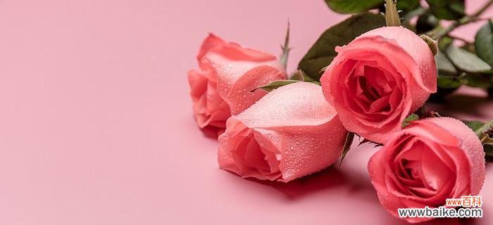 探寻玫瑰花的语言和象征 玫瑰的花语与意义