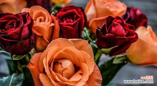 探寻玫瑰花的语言和象征 玫瑰的花语与意义