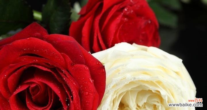 深入探索玫瑰的花语 玫瑰花语与寓意大揭秘