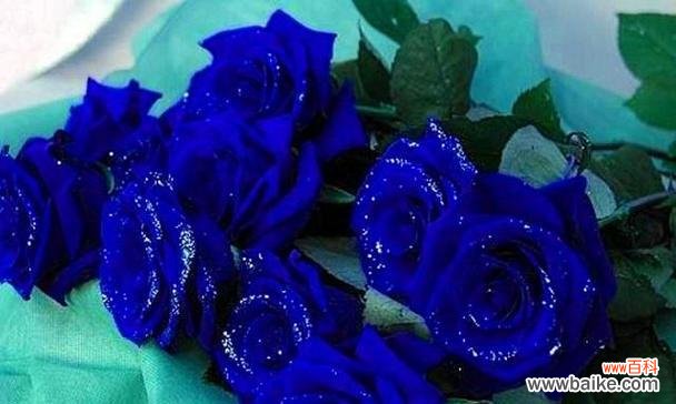 传达爱意的花朵-玫瑰花 玫瑰的含义