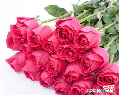 传达爱意的花朵-玫瑰花 玫瑰的含义