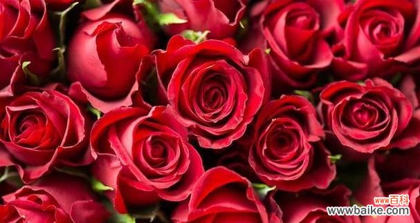 深入解读玫瑰朵数 玫瑰朵数的象征意义——爱的数字密码