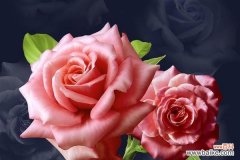 探索玫瑰花朵数量与感情传递的奥秘 解读玫瑰花朵数量的含义