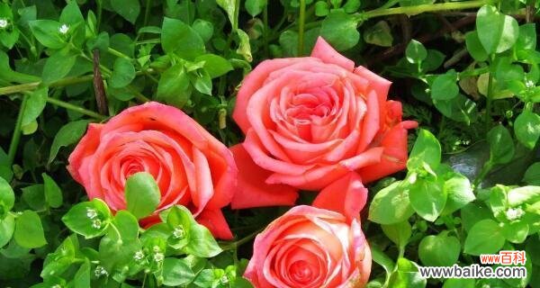 探索玫瑰花朵数量与感情传递的奥秘 解读玫瑰花朵数量的含义