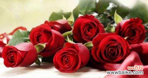 解读玫瑰花语及其象征意义 探寻玫瑰朵数背后的意义