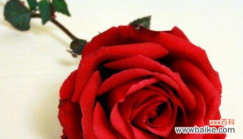 解读玫瑰花语及其象征意义 探寻玫瑰朵数背后的意义