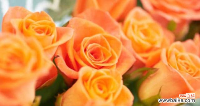 一朵玫瑰的奥秘与心意 玫瑰朵数的象征意义——花开的语言