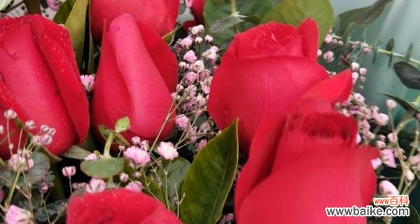 一朵玫瑰的奥秘与心意 玫瑰朵数的象征意义——花开的语言