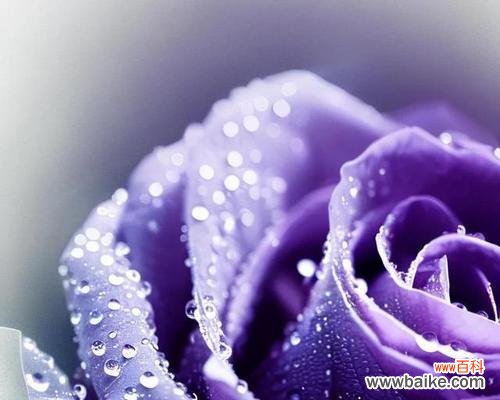 探寻玫瑰花的语言和情感世界 花开有声