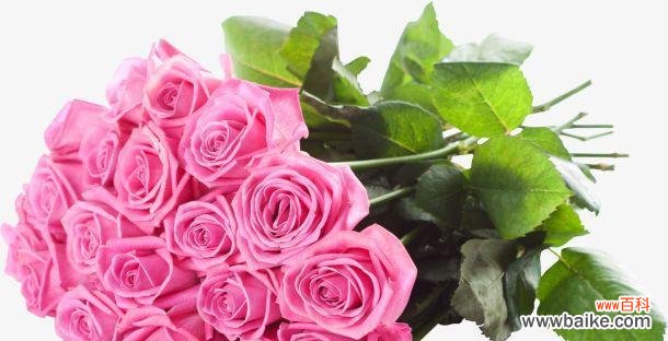 探寻玫瑰花的语言和情感世界 花开有声
