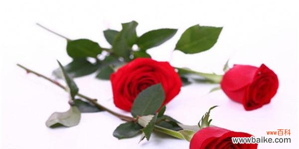 探索玫瑰花的深层含义 玫瑰花的象征意义——爱与美的化身