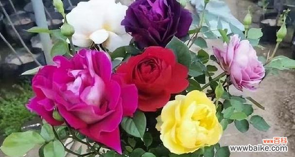 探索玫瑰花的深层含义 玫瑰花的象征意义——爱与美的化身