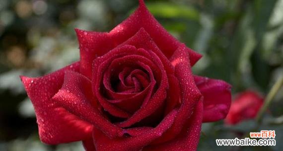 传递爱意的花束 玫瑰花的花语