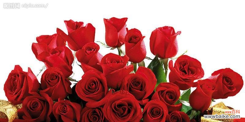 传递爱意的花束 玫瑰花的花语