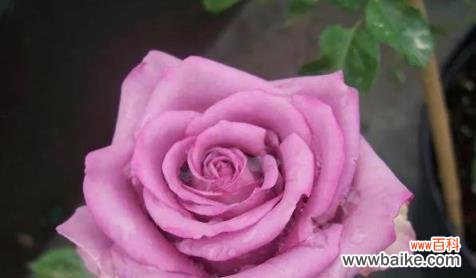 探索玫瑰花的丰富花语 玫瑰花的花语及代表含义