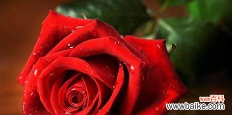 深入探究玫瑰花的各种含义 玫瑰花的含义和象征意义