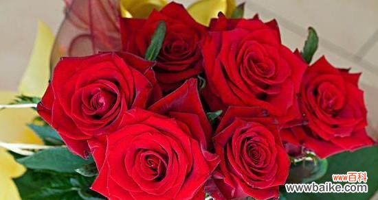 探究玫瑰花在不同文化中的象征意义 玫瑰花的象征意义及深层内涵