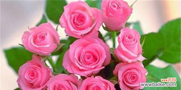 探寻玫瑰花语中的情感和美好 玫瑰花语与象征的寓意