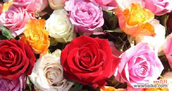 探寻玫瑰花背后的情感密码 玫瑰花的真正含义