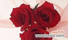 一朵花 花开花落，传情寄意——玫瑰花的寓意与花语