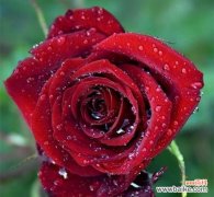 解读玫瑰花朵数背后的含义 玫瑰花朵数的象征意义