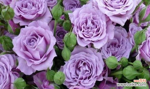 解读玫瑰花的浪漫与深情 玫瑰花的含义与象征