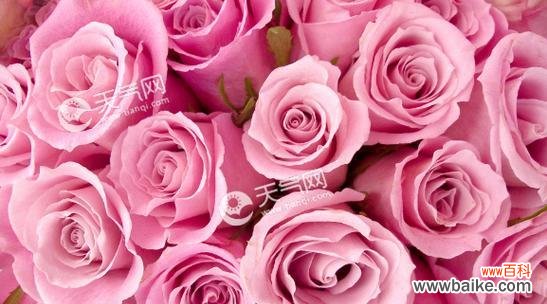 探索玫瑰花朵数目所传达的深刻寓意 玫瑰花朵数的含义