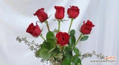 探索玫瑰花朵数目所传达的深刻寓意 玫瑰花朵数的含义