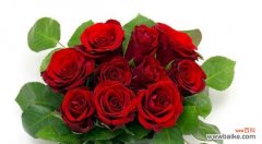 探究每朵玫瑰花所代表的情感与意义 玫瑰花的象征意义