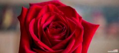 一朵花的千变万化 玫瑰花花语颜色的意义
