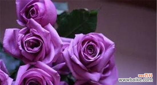 展现爱情 玫瑰花的寓意与象征