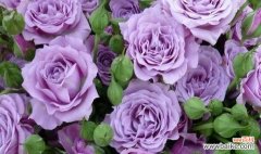 探索花朵语言中的数字密码 玫瑰花数量的含义