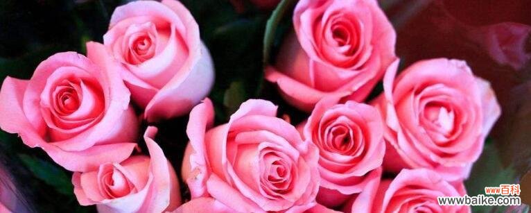 以玫瑰花数量为象征 玫瑰花的数量与意义
