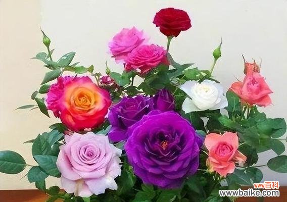 揭示花朵数量与情感 玫瑰花数量的象征意义