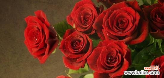 16朵玫瑰花语解读及其隐含的情感 玫瑰花语之浪漫十六朵——花开诉说爱意
