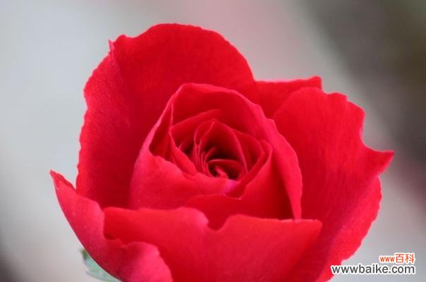 探索玫瑰花背后的深意 玫瑰花的含义与象征